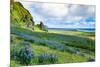 Vik 3pm, Summer Wildflowers on the Coast of Southern Iceland-Vincent James-Mounted Photographic Print