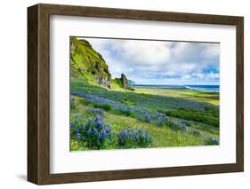 Vik 3pm, Summer Wildflowers on the Coast of Southern Iceland-Vincent James-Framed Photographic Print