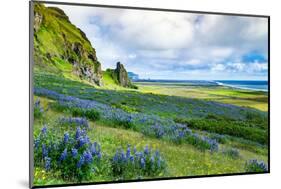 Vik 3pm, Summer Wildflowers on the Coast of Southern Iceland-Vincent James-Mounted Photographic Print