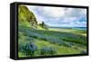 Vik 3pm, Summer Wildflowers on the Coast of Southern Iceland-Vincent James-Framed Stretched Canvas