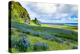 Vik 3pm, Summer Wildflowers on the Coast of Southern Iceland-Vincent James-Stretched Canvas