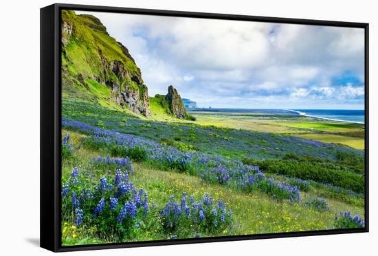 Vik 3pm, Summer Wildflowers on the Coast of Southern Iceland-Vincent James-Framed Stretched Canvas