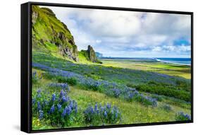 Vik 3pm, Summer Wildflowers on the Coast of Southern Iceland-Vincent James-Framed Stretched Canvas