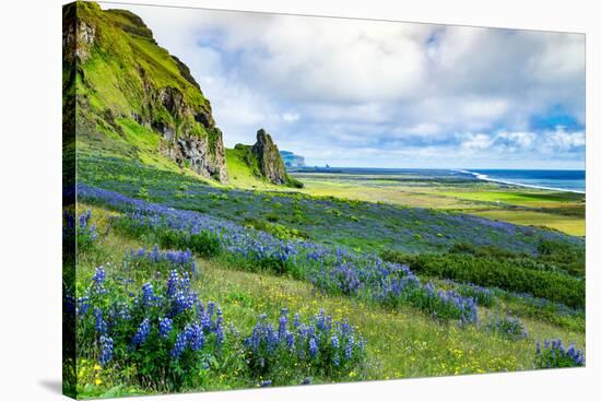 Vik 3pm, Summer Wildflowers on the Coast of Southern Iceland-Vincent James-Stretched Canvas