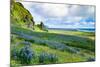 Vik 3pm, Summer Wildflowers on the Coast of Southern Iceland-Vincent James-Mounted Photographic Print