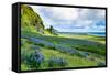 Vik 3pm, Summer Wildflowers on the Coast of Southern Iceland-Vincent James-Framed Stretched Canvas