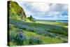 Vik 3pm, Summer Wildflowers on the Coast of Southern Iceland-Vincent James-Stretched Canvas