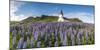 Vik i Myrdal, Southern Iceland. Fields of lupins in bloom and the town church.-Marco Bottigelli-Mounted Photographic Print