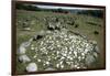 Viking Burial Site, Lindholm Hoje, Aalborg, Jutland, Denmark, Viking Civilization, 700-1050 AD-null-Framed Giclee Print