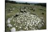 Viking Burial Site, Lindholm Hoje, Aalborg, Jutland, Denmark, Viking Civilization, 700-1050 AD-null-Stretched Canvas