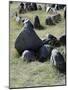 Viking Burial Site, Lindholm Hoje, Aalborg, Jutland, Denmark, Viking Civilization, 700-1050 AD-null-Mounted Giclee Print