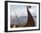 Viking Oseberg Ship, Haholmen, West Norway, Norway, Scandinavia-David Lomax-Framed Photographic Print