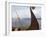 Viking Oseberg Ship, Haholmen, West Norway, Norway, Scandinavia-David Lomax-Framed Photographic Print