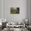 Villa La Foce Garden-Guido Cozzi-Framed Stretched Canvas displayed on a wall