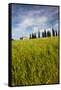 Villa with Wheat Fields, Cypress Trees, Poppies, Pienza, Tuscany, Italy-Terry Eggers-Framed Stretched Canvas