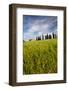 Villa with Wheat Fields, Cypress Trees, Poppies, Pienza, Tuscany, Italy-Terry Eggers-Framed Photographic Print