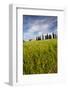 Villa with Wheat Fields, Cypress Trees, Poppies, Pienza, Tuscany, Italy-Terry Eggers-Framed Photographic Print