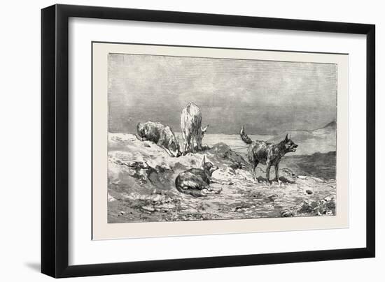 Village Dogs. Egypt, 1879-null-Framed Giclee Print