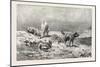 Village Dogs. Egypt, 1879-null-Mounted Giclee Print