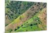 Village house and farmland on mountain slope, Simien Mountain, Ethiopia-Keren Su-Mounted Premium Photographic Print