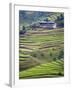 Village House and Rice Terraces in Metshina Village, Bhutan-Keren Su-Framed Photographic Print