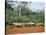 Village in the Jungle, Northern Area, Congo, Africa-David Poole-Stretched Canvas