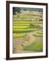 Village Near Rawalpindi, Pakistan-Harding Robert-Framed Photographic Print