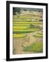 Village Near Rawalpindi, Pakistan-Harding Robert-Framed Photographic Print