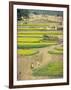 Village Near Rawalpindi, Pakistan-Harding Robert-Framed Photographic Print