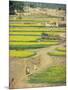 Village Near Rawalpindi, Pakistan-Harding Robert-Mounted Photographic Print