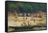 Village on the Bank of the Hooghly River, Part of the Ganges River, West Bengal, India, Asia-Bruno Morandi-Framed Stretched Canvas