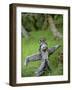 Village Scarecrow, Rice Fields, Near Tegallalan, Bali, Indonesia-Merrill Images-Framed Photographic Print