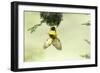 Village weaver (Ploceus cucullatus) male bird building nest, Masai-Mara Game Reserve, Kenya-Denis-Huot-Framed Photographic Print