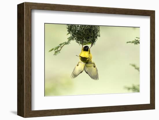 Village weaver (Ploceus cucullatus) male bird building nest, Masai-Mara Game Reserve, Kenya-Denis-Huot-Framed Photographic Print