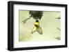 Village weaver (Ploceus cucullatus) male bird building nest, Masai-Mara Game Reserve, Kenya-Denis-Huot-Framed Photographic Print