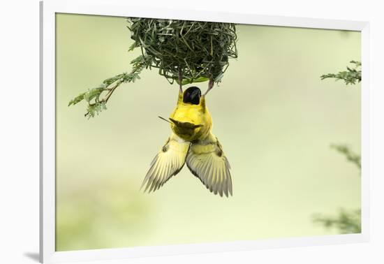 Village weaver (Ploceus cucullatus) male bird building nest, Masai-Mara Game Reserve, Kenya-Denis-Huot-Framed Photographic Print