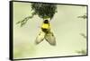 Village weaver (Ploceus cucullatus) male bird building nest, Masai-Mara Game Reserve, Kenya-Denis-Huot-Framed Stretched Canvas