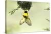 Village weaver (Ploceus cucullatus) male bird building nest, Masai-Mara Game Reserve, Kenya-Denis-Huot-Stretched Canvas