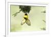 Village weaver (Ploceus cucullatus) male bird building nest, Masai-Mara Game Reserve, Kenya-Denis-Huot-Framed Photographic Print