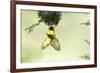 Village weaver (Ploceus cucullatus) male bird building nest, Masai-Mara Game Reserve, Kenya-Denis-Huot-Framed Photographic Print