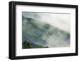 Village with rice terrace in the mountain in morning mist, Jiabang, Guizhou Province, China.-Keren Su-Framed Photographic Print