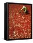 Villager Dries Red Chilies at Rambha, India-null-Framed Stretched Canvas