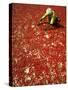 Villager Dries Red Chilies at Rambha, India-null-Stretched Canvas