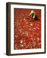 Villager Dries Red Chilies at Rambha, India-null-Framed Photographic Print