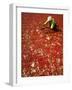 Villager Dries Red Chilies at Rambha, India-null-Framed Photographic Print