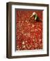 Villager Dries Red Chilies at Rambha, India-null-Framed Photographic Print