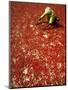 Villager Dries Red Chilies at Rambha, India-null-Mounted Photographic Print