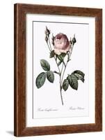 Vilmorin Rose-Pierre Joseph Redoute-Framed Giclee Print