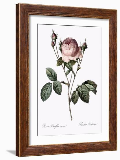 Vilmorin Rose-Pierre Joseph Redoute-Framed Giclee Print