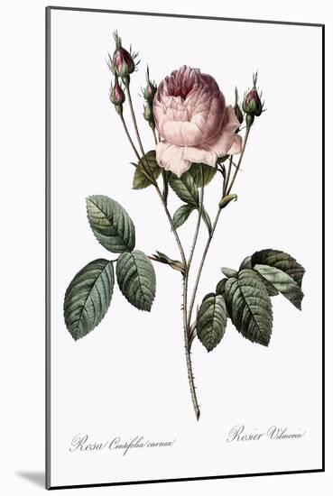 Vilmorin Rose-Pierre Joseph Redoute-Mounted Giclee Print